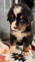 Crystal, a female Bernese Mountain Dog for sale in Plainville, GA – Photo 3 of 3
