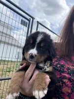 Crystal, a female Bernese Mountain Dog for sale in Plainville, GA – Photo 2 of 3