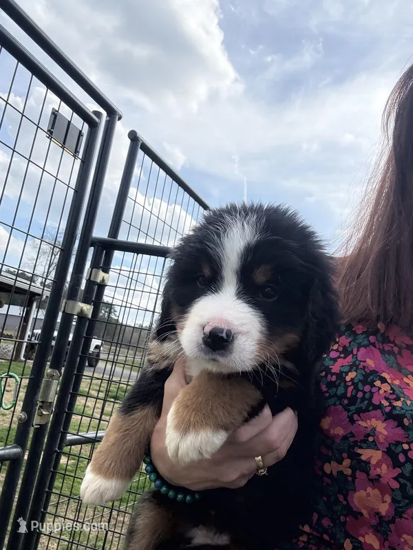 Crystal – Bernese Mountain Dog puppy for sale in Plainville, GA