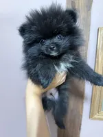 Beau, a male Pomeranian for sale in Plainville, GA – Photo 4 of 6