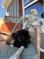 Beau, a male Pomeranian for sale in Plainville, GA – Photo 3 of 6