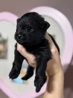 Tate, a male Pomeranian for sale in Plainville, GA – Photo 10 of 10