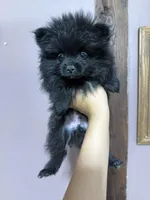 Tate, a male Pomeranian for sale in Plainville, GA – Photo 8 of 10