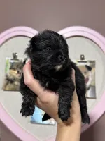 Tate, a male Pomeranian for sale in Plainville, GA – Photo 9 of 10