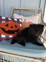 Tate, a male Pomeranian for sale in Plainville, GA – Photo 3 of 10