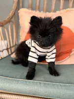 Tate, a male Pomeranian for sale in Plainville, GA – Photo 4 of 10