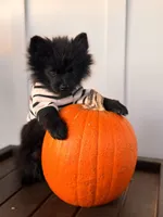 Tate, a male Pomeranian for sale in Plainville, GA – Photo 1 of 10