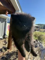 Tate, a male Pomeranian for sale in Plainville, GA – Photo 5 of 10