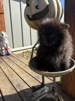 Tate, a male Pomeranian for sale in Plainville, GA – Photo 6 of 10