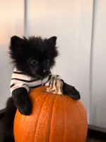 Tate, a male Pomeranian for sale in Plainville, GA – Photo 2 of 10