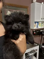 Tate, a male Pomeranian for sale in Plainville, GA – Photo 7 of 10