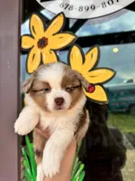Buttercup, a male Miniature Australian Shepherd for sale in Plainville, GA – 2 of 3
