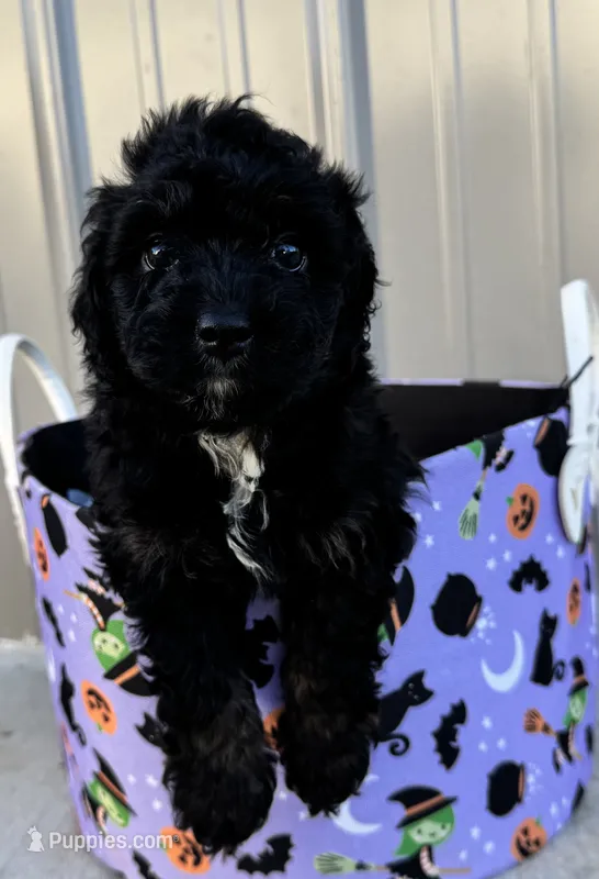 Toby – Miniature Aussiedoodle puppy for sale in Plainville, GA