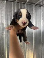 Ruby, a female Bernese Mountain Dog for sale in Plainville, GA – 1 of 3