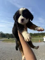 Miffy, a male Bernese Mountain Dog for sale in Plainville, GA – Photo 4 of 6