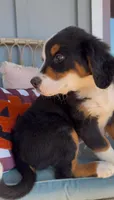 Miffy, a male Bernese Mountain Dog for sale in Plainville, GA – Photo 2 of 6