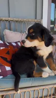 Miffy, a male Bernese Mountain Dog for sale in Plainville, GA – Photo 1 of 6