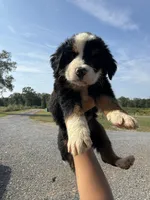 Miffy, a male Bernese Mountain Dog for sale in Plainville, GA – Photo 6 of 6