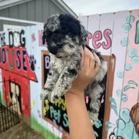Scout, a male Schnoodle for sale in Plainville, GA – Photo 2 of 3