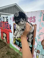 Scout, a male Schnoodle for sale in Plainville, GA – Photo 2 of 3