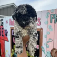 Scout, a male Schnoodle for sale in Plainville, GA – Photo 1 of 3