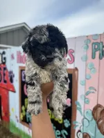 Scout, a male Schnoodle for sale in Plainville, GA – Photo 1 of 3