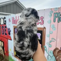 Scout, a male Schnoodle for sale in Plainville, GA – Photo 3 of 3