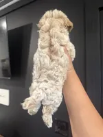 Cali, a female Poodle - Toy  for sale in Plainville, GA – 2 of 2