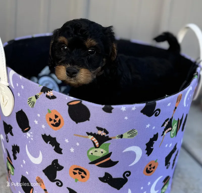 ranger – Miniature Aussiedoodle puppy for sale in Plainville, GA