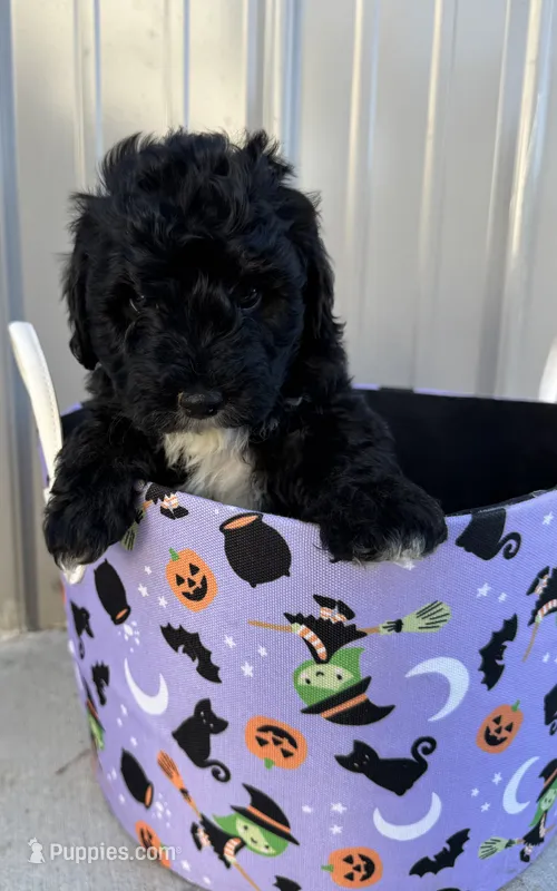 Rocky  – Miniature Aussiedoodle puppy for sale in Plainville, GA