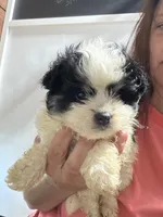 Max, a male Pomapoo for sale in Plainville, GA – 1 of 1