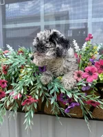 Luna, a female Schnoodle for sale in Plainville, GA – Photo 4 of 6