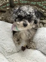 Luna, a female Schnoodle for sale in Plainville, GA – Photo 2 of 6