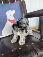 Luna, a female Schnoodle for sale in Plainville, GA – Photo 5 of 6