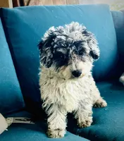 Luna, a female Schnoodle for sale in Plainville, GA – Photo 1 of 6