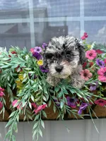 Luna, a female Schnoodle for sale in Plainville, GA – Photo 3 of 6