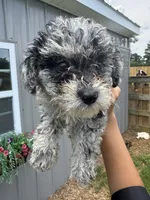 Luna, a female Schnoodle for sale in Plainville, GA – Photo 6 of 6
