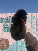 Kali, a female Pomeranian for sale in Plainville, GA – Photo 2 of 3