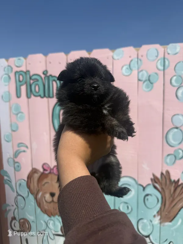 Kali – Pomeranian puppy for sale in Plainville, GA