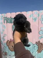 Kali, a female Pomeranian for sale in Plainville, GA – Photo 1 of 3