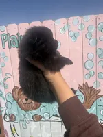 Kali, a female Pomeranian for sale in Plainville, GA – Photo 3 of 3