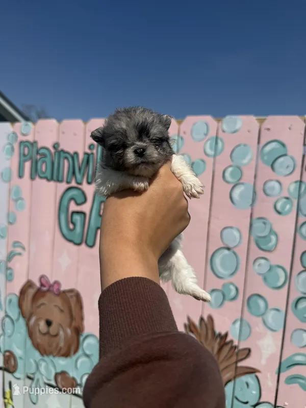 Pip – Pomeranian puppy for sale in Plainville, GA