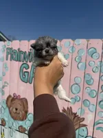 Pip, a female Pomeranian for sale in Plainville, GA – Photo 1 of 2