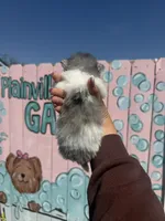 Pip, a female Pomeranian for sale in Plainville, GA – Photo 2 of 2