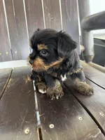 Luffy, a male Yorkshire Terrier for sale in Plainville, GA – Photo 3 of 4