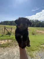 Luffy, a male Yorkshire Terrier for sale in Plainville, GA – Photo 1 of 4