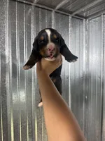 Jack, a male Bernese Mountain Dog for sale in Plainville, GA – 3 of 3