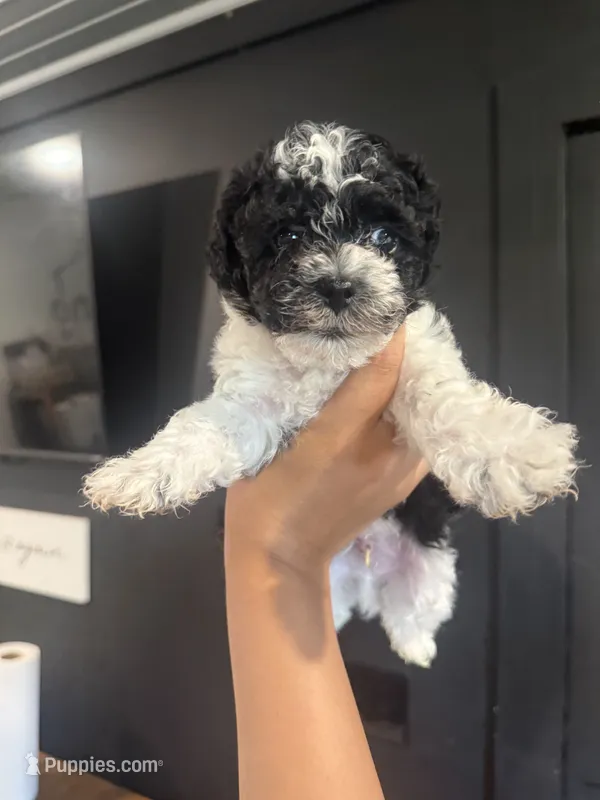 Leo – Poodle - Toy  puppy on hold in Plainville, GA