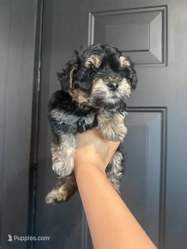 Max – Yorkipoo puppy for sale in Plainville, GA