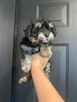 Max, a male Yorkipoo for sale in Plainville, GA – 1 of 3